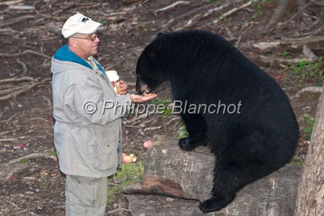 canada nouveau brunswick 29.JPG - Safari de l'ours noir, Little, Big Bear SafariAcadieville, Nouveau-Brunswick, Canada